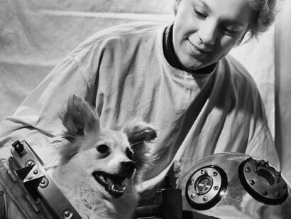 Un cane spaziale sovietico in tuta pressurizzata e maschera di vetro acrilico. La scelta di sole femmine era dettata sia per le loro piccole dimensioni e docilità, ma anche per il design delle tute spaziali ©Agenzia di stampa ITAR-TASS