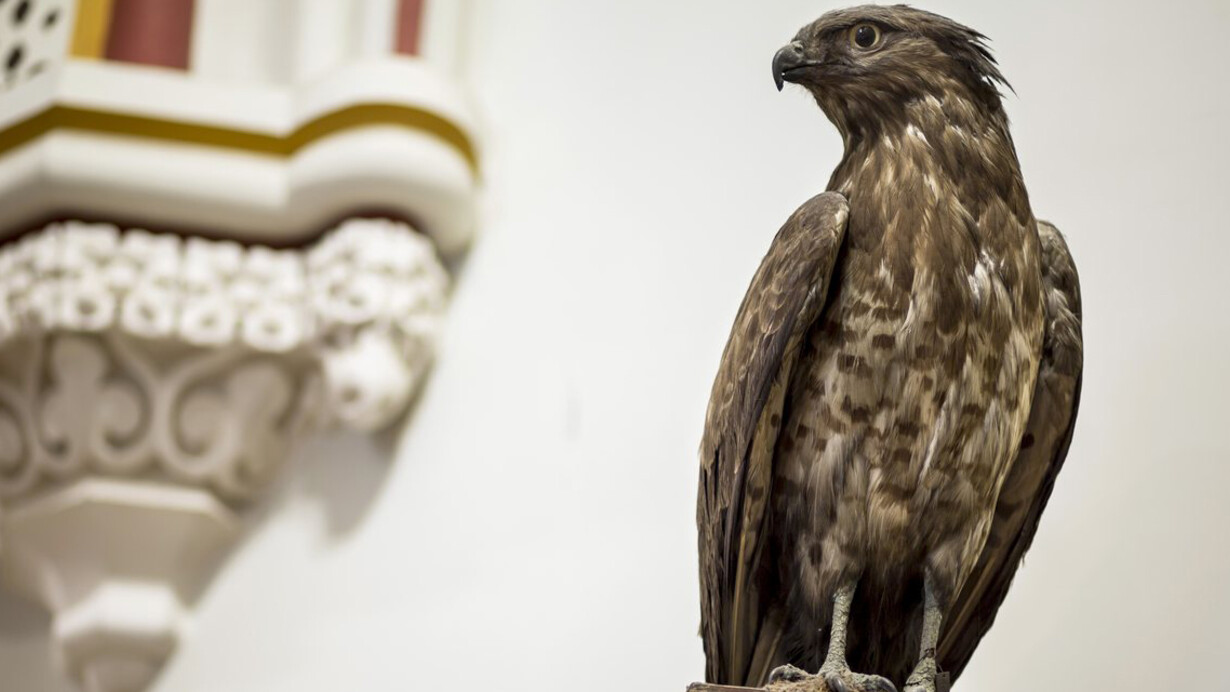 Natural assets, conservation. Courtesy of The Museum and Library of Hungarian Agriculture