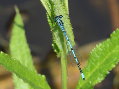 Azure Damselfly © Gehan de Silva Wijeyeratne