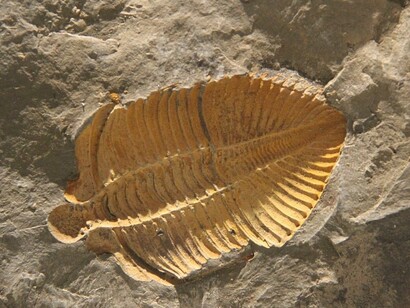 Fossile di un trilobite, retro