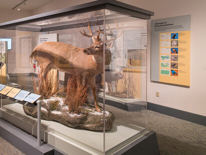 Population Impact. Courtesy of Carnegie Museum of Natural History