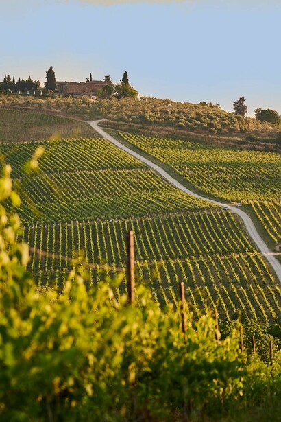 Vineyard during sunset in Tuscany, Italy