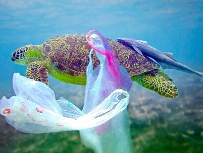 No se disfraza la tortuga