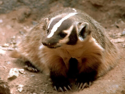 American badgers are generally nocturnal