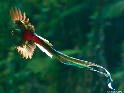 El Quetzal-Costa Rica