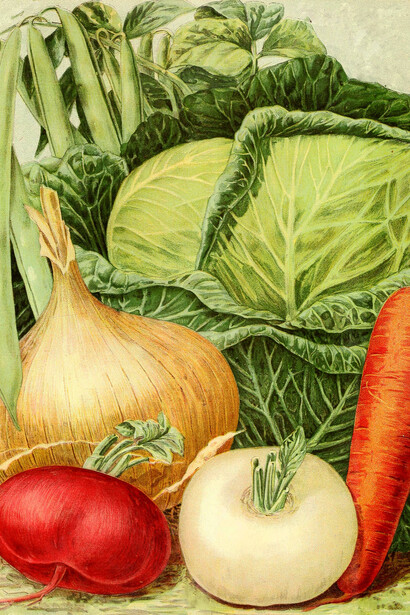 Peter Henderson & Co., *Onions, Cabbage and Carrot*, 1895