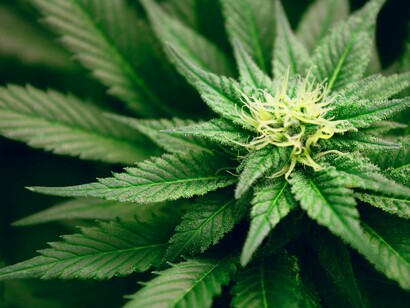 Cannabis