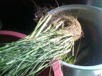 A poultice consisting of a handful of Paragis leaves mixed with scraped coconut can effectively relieve arthritis