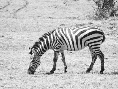 The elegant zebra and its stripes