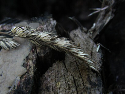 No other plant has influenced the history of man like wheat