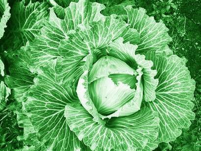 Cabbage is a best friend forever to your heart