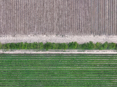 Zoe Wetherall, Crop lines (Yarra Valley, Victoria, Australia). Courtesy of Front Room Gallery