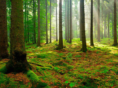 Il bosco sul piano degli archetipi corrisponde all’inconscio