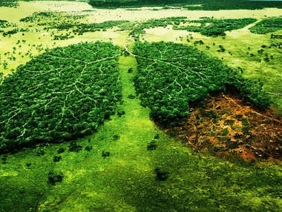 Global deforestation