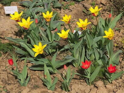 Giuseppe Verdi Tulipa Kaufmanniana