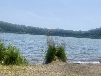 Bullrush grow alongside the lake shore