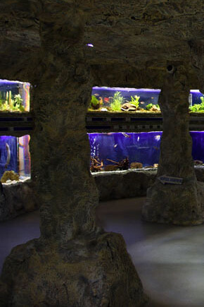 Aquarium. Courtesy of Regional Natural History Museum of Plovdiv