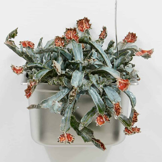 Gerrit Frohne-Brinkmann, Carnivores. Courtesy of Beige Gallery