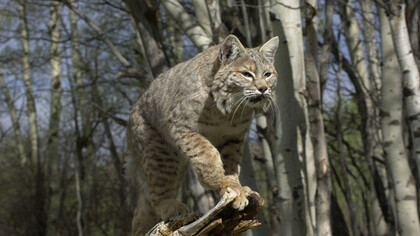Swatworth the bobcat, perched on a dead tree brach, ready to pounce