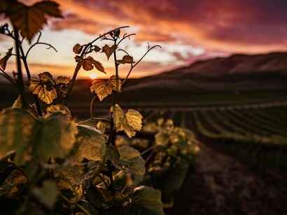 I vini cileni sono apprezzati internazionalmente per la loro qualità e varietà, contribuendo significativamente all'economia del paese