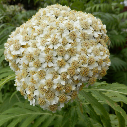 Achillea millefolium variante Gigantea