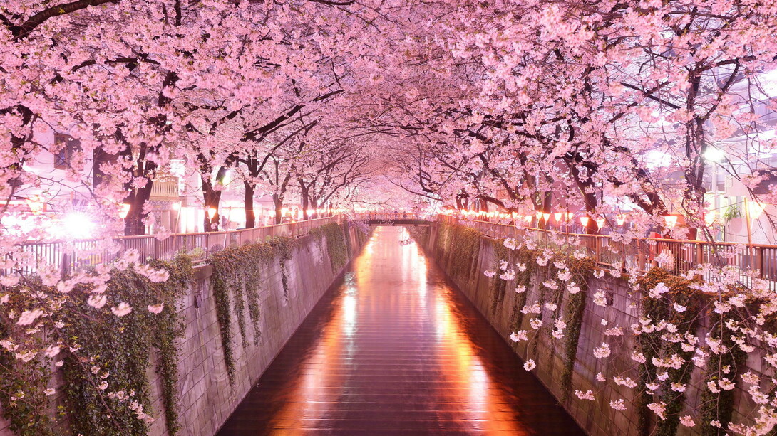 El cerezo en flor (sakura), uno de los símbolos de la cultura japonesa y motivo recurrente de la poesía nipona