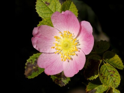 Fiore di Rosa canina