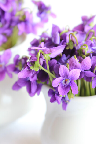 Mazzo di violette