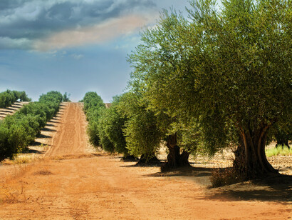Spain counts over 27% of the world's olive production areas