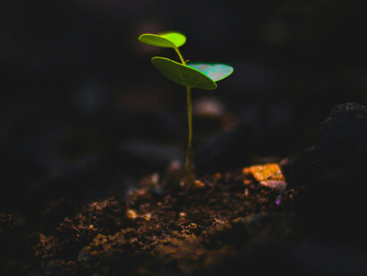 A small plant growing in the forest soil