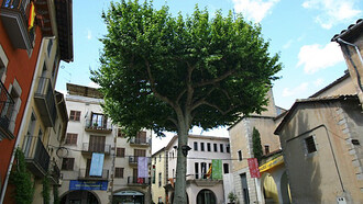 Árbol de la Libertad, uno de los signos de identidad del pueblo de Arbúcies. El plátano (Platanus hispánica) fue plantado después de la Revolución de 1868; oficialmente se considera que fue plantado en 1873. Plaza de la Vila, Arbúcies, Girona, España