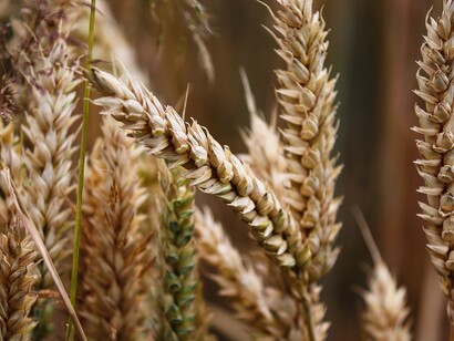 In Italy there are almost 300 types of ancient grains