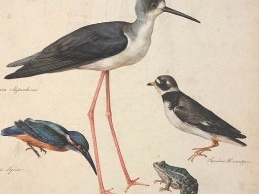 Jacopo Ligozzi, Naturalia