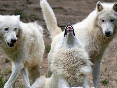 A group a young gay wolves playing