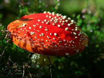 Primo piano del fungo amanita rosso e bianco