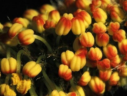 Fioriture in Umbria