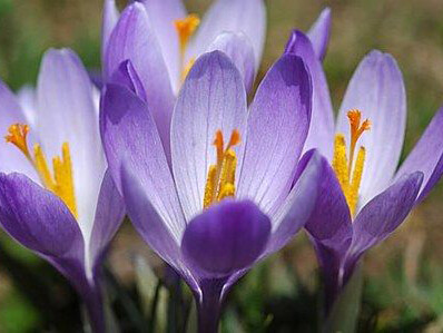 Dai fiori di croco si ottiene il krocinon