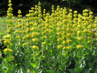 Gentiana lutea
