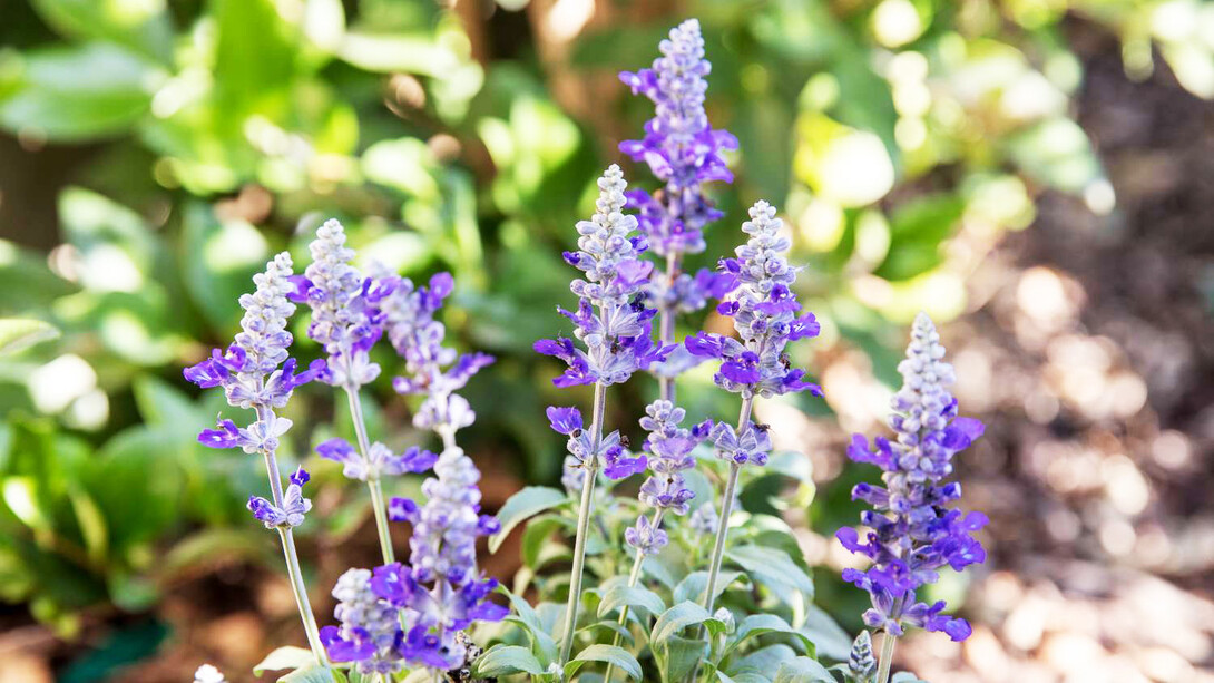 A sun-kissed salvia plant stands proudly, its leaves reflecting the morning light, a solitary figure in a garden filled with forgotten stories