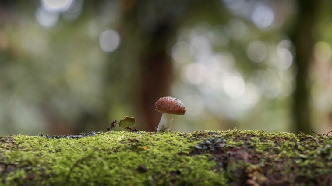 Fungo e formiche in una radura della foresta