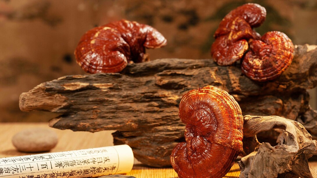 Ling zhi mushrooms alongside a Chinese scroll