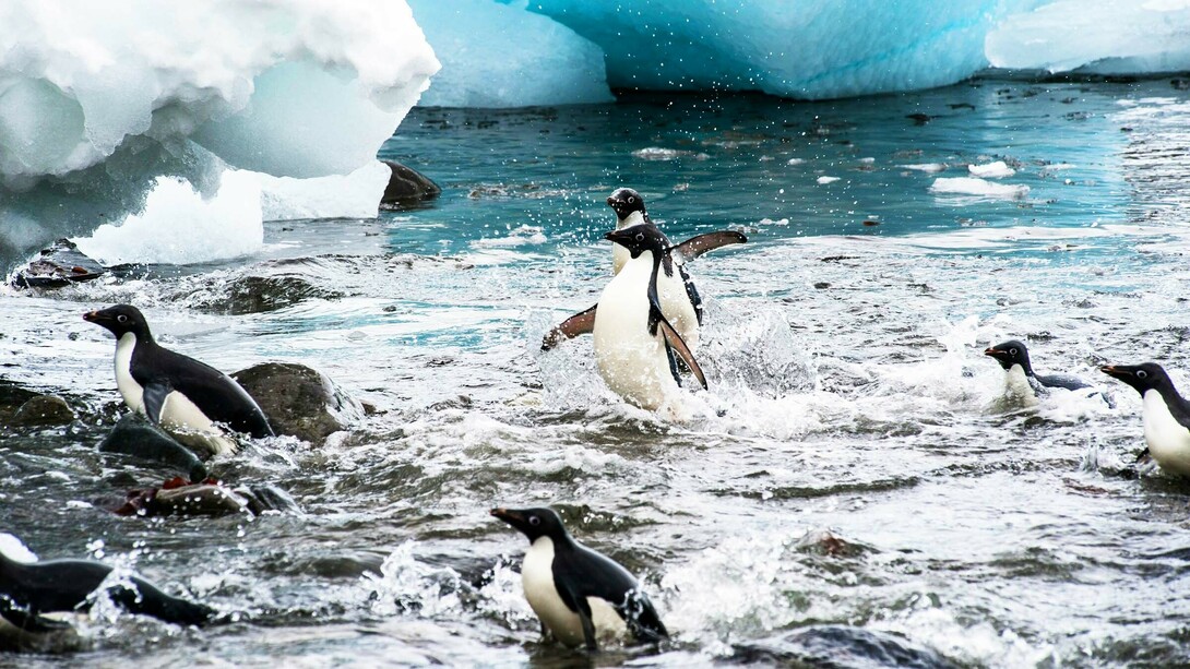 A penguin finding its way across melting ice