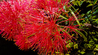 Mimosa roja bajo gotas de agua. Comienza a formar capullos de rojo intenso a comienzos del verano y florece hasta el inicio del otoño. Embellece aún más la temporada estival y favorece el enamoramiento como un poema, Sri Lanka