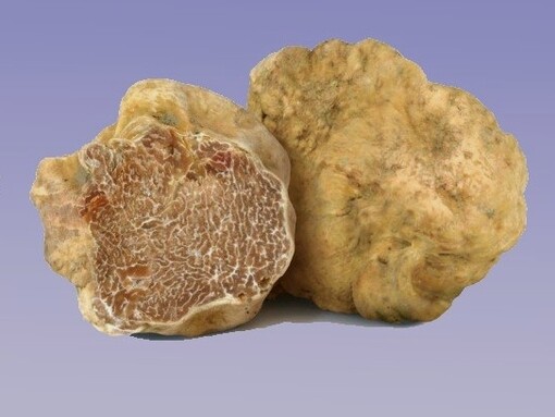 I tartufi italiani, soprattutto quelli delle zone di Alba e Norcia, sono tra i più pregiati al mondo, ricercati per il loro profilo organolettico straordinario