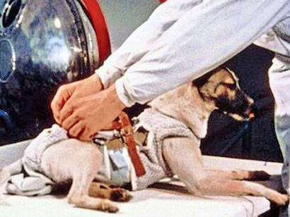 Un addestratore fa indossare a Laika il sistema igienico. ©Roscosmos