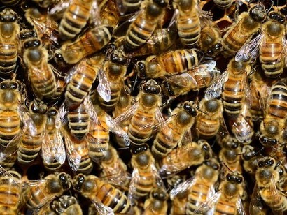 Le api sono insetti sociali che subiscono gli effetti negativi causati dalle attività dell'uomo (eccessivo sfruttamento, agricoltura intensiva, inquinamento ambientale, abuso di pesticidi, riduzione della biodiversità, ecc.).