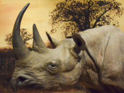 Hall of African Wildlife. Courtesy of Carnegie Museum of Natural History