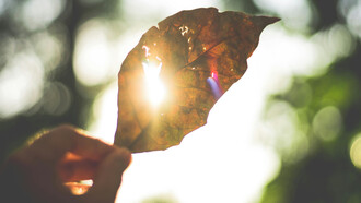 Sunlight shining through a leaf, representing love through one's capacity to feel love everywhere if they know how to identify it