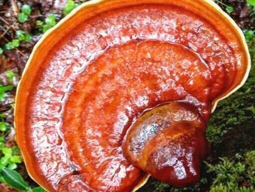 Lingzhi mushroom's reddish brown varnished kidney-shaped cap with bands and peripherally inserted stem gives it a distinct fan-like appearance