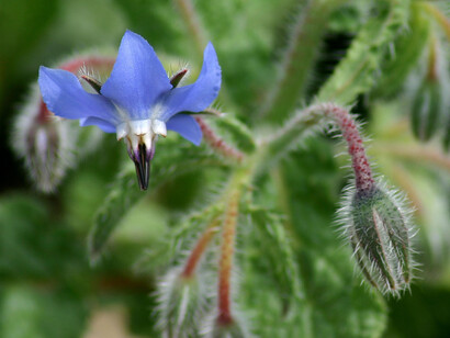 Borago Officinalis